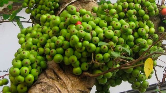 Mẹ bỉm sữa về ào ạt, dáng vóc thon gọn như son rỗi nhờ ăn quả sung