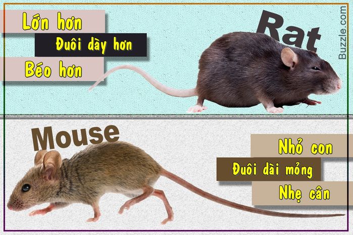 10 cặp động vật luôn bị nhận nhầm nhưng thực chất là 2 loài khác nhau