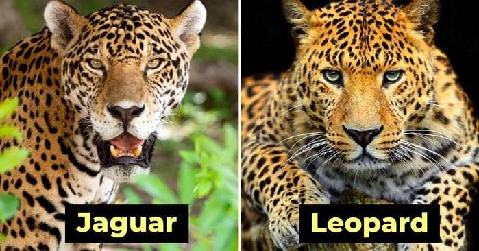 10 cặp động vật luôn bị nhận nhầm nhưng thực chất là 2 loài khác nhau
