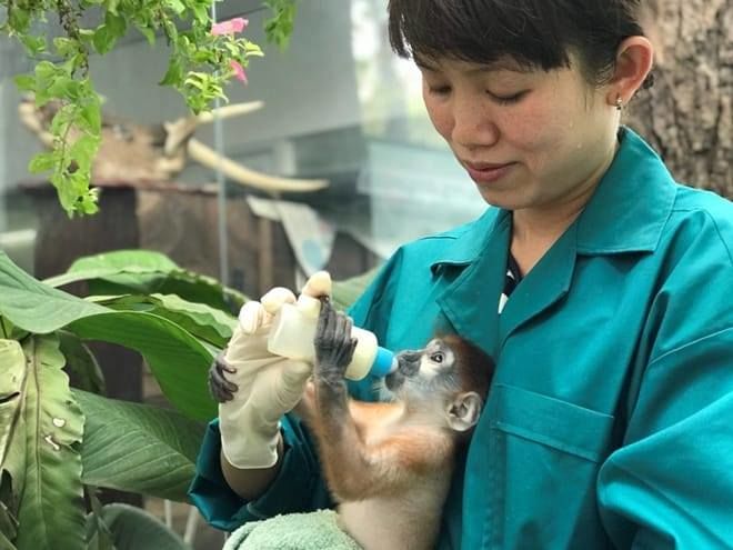300 nhân viên Thảo Cầm Viên đồng lòng giảm 30% lương để duy trì sở thú