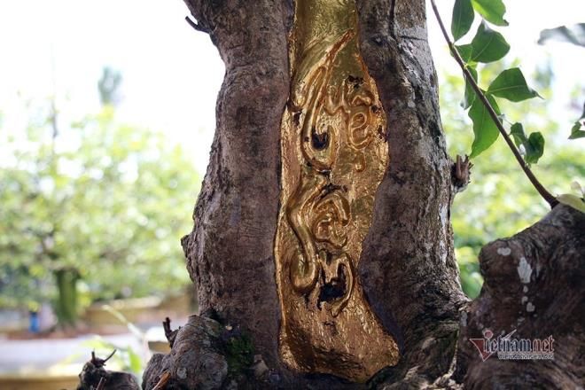 Mai vàng trăm tuổi dát 9 chỉ vàng, bỏ gần 2 tỷ VND cũng không mua được