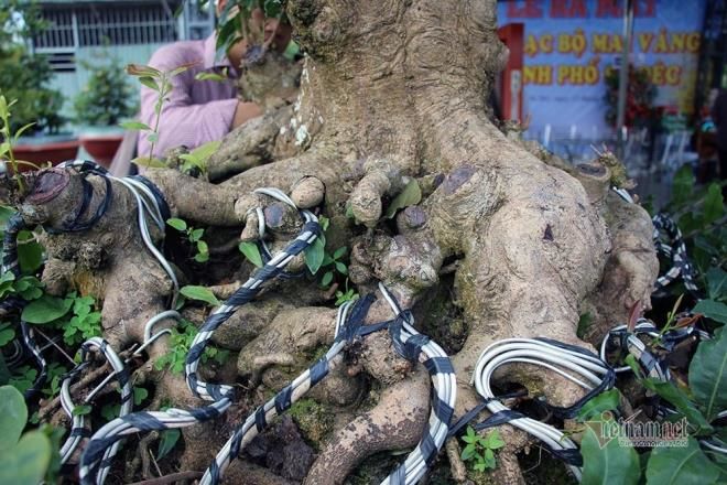 Mai vàng trăm tuổi dát 9 chỉ vàng, bỏ gần 2 tỷ VND cũng không mua được