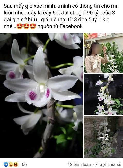 Lan đột biến giá 90 tỷ đồng, chủ vườn cho rằng không gì là không thể