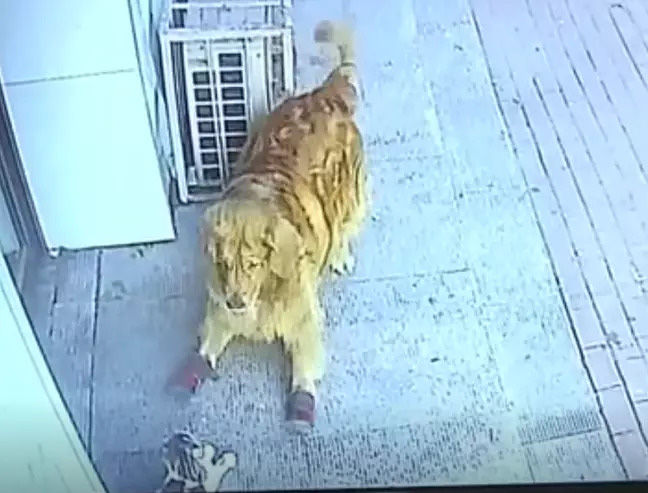 Đang đi bộ... mèo rớt trúng đầu, cụ ông gãy cổ phải nhập viện