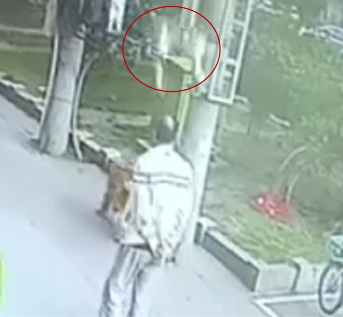 Đang đi bộ... mèo rớt trúng đầu, cụ ông gãy cổ phải nhập viện