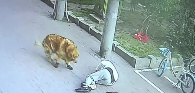 Đang đi bộ... mèo rớt trúng đầu, cụ ông gãy cổ phải nhập viện