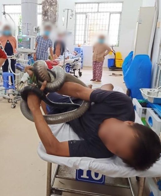 Người đàn ông ôm rắn đến viện bị nhiễm độc hoàn toàn cơ quan nội tạng