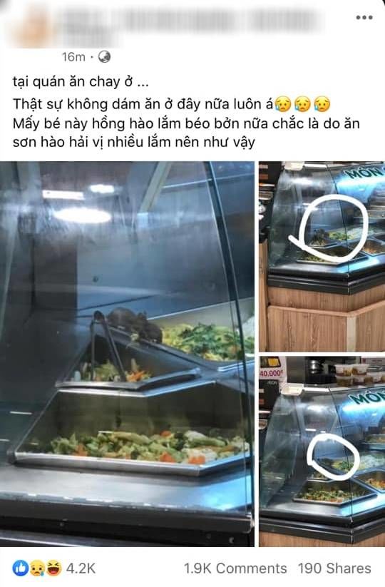 Thanh niên tá hỏa thấy chuột vô tư ăn vụng: Chú chuột đầu bếp đây rồi!