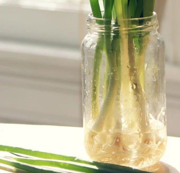 Cần chi hạt giống bạn vẫn trồng được loạt cây gia vị với cách đơn giản