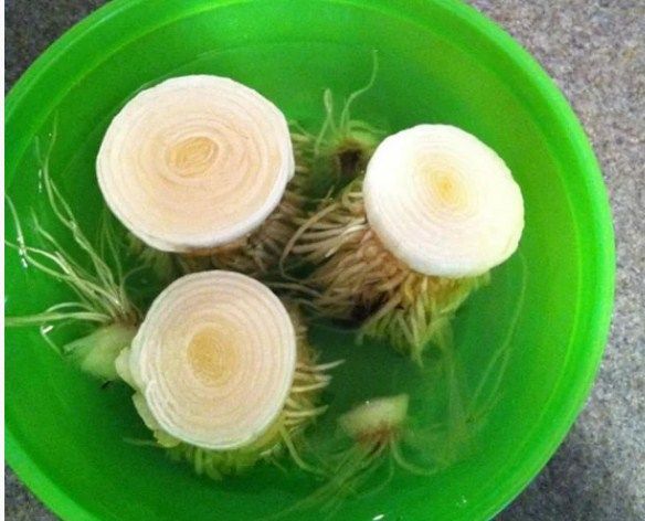 Cần chi hạt giống bạn vẫn trồng được loạt cây gia vị với cách đơn giản