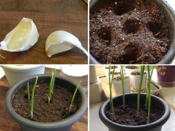 Cần chi hạt giống bạn vẫn trồng được loạt cây gia vị với cách đơn giản