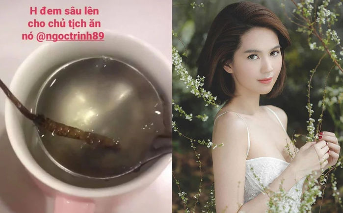 Sao Việt tìm đến món sâu vàng: Hà Hồ dùng để bồi bổ song thai