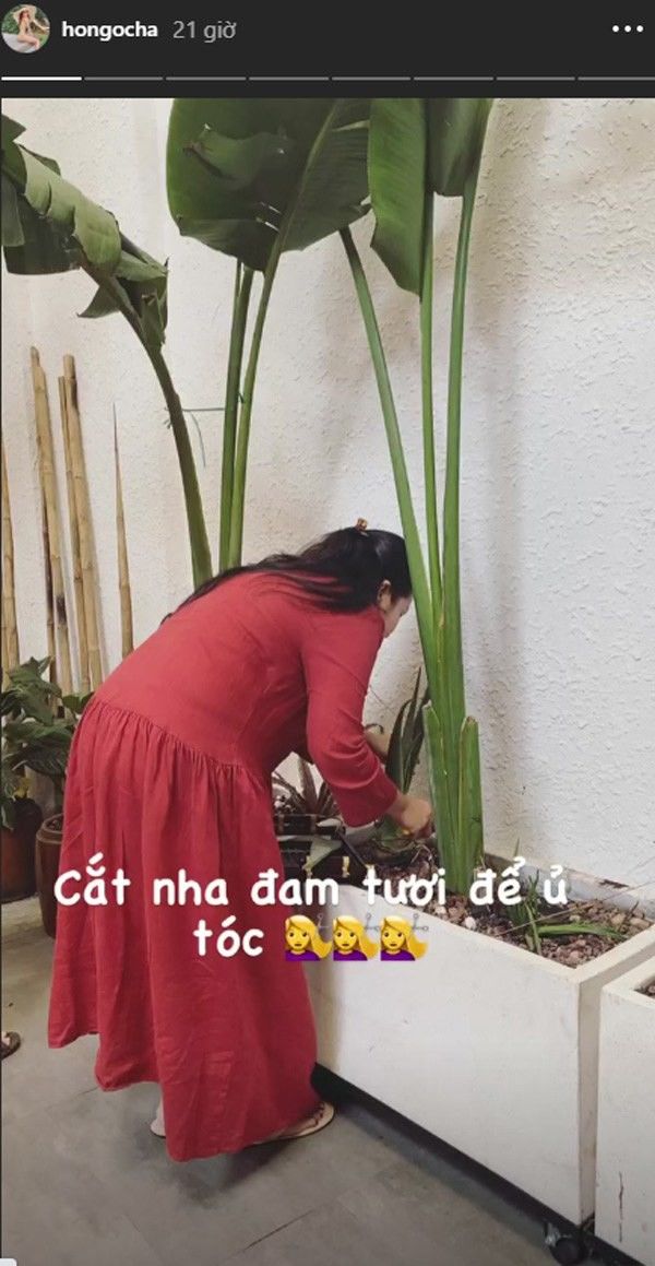 Hồ Ngọc Hà, Angelababy... làm sạch mụn, mượt tóc chỉ với 1 tàu nha đam