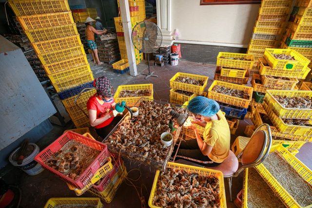 Người phụ nữ kiếm gần 2 triệu/ngày với nghề xác định giới tính gà con