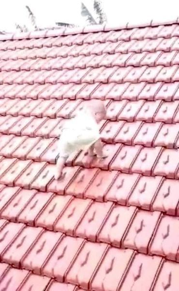 Người phụ nữ nhịn đói 3 ngày, bật khóc khi được tiếp tế đồ ăn