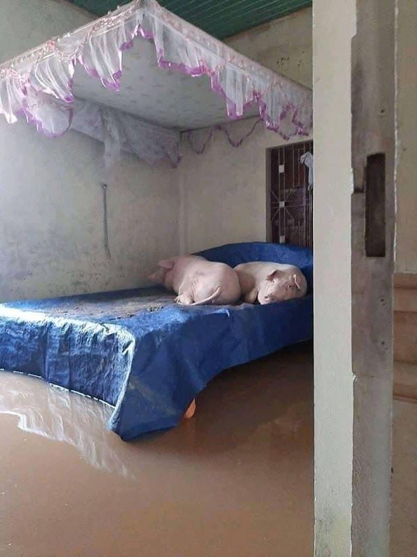 Nước lũ dâng trong đêm, người dân Quảng Trị lên mạng kêu cứu