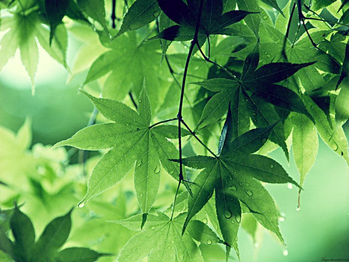 Khi chưa có giấy vệ sinh, con người dùng gì để giải quyết nhu cầu?