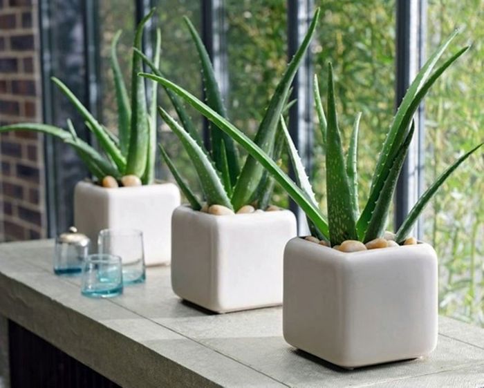 6 loại cây cảnh có khả năng hút bức xạ và thanh lọc không khí cực tốt