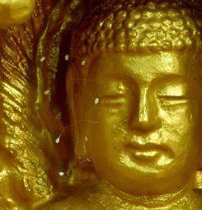Hoa ưu đàm 3000 năm mới nở thực chất chỉ là một loại nấm