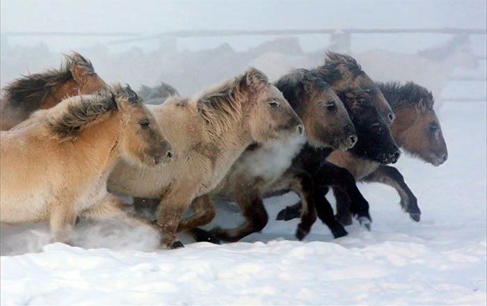 Loài ngựa siêu năng lực thồ hàng thay xe dưới băng tuyết âm 70 độ C
