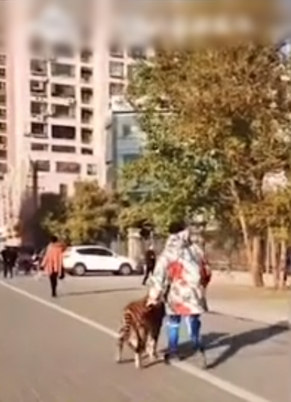 Hoảng hồn nam thanh niên dắt hổ đi dạo, nhìn kĩ lại ai cũng phẫn nộ