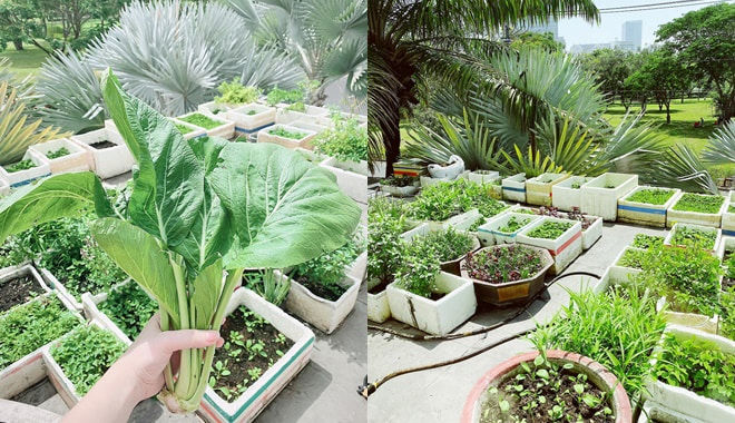 Bảo Thy trang trí Noel cho biệt thự trắng: Riêng cây thông cao đến 3m