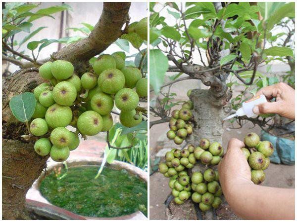 Những cú lừa khi mua cây cảnh ngày Tết