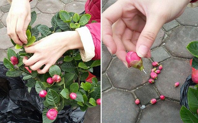 Những cú lừa khi mua cây cảnh ngày Tết