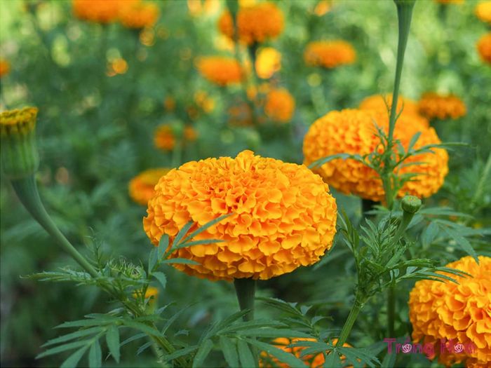 8 loài hoa nên mua chưng ngày Tết để tài lộc, may mắn ùa vào nhà