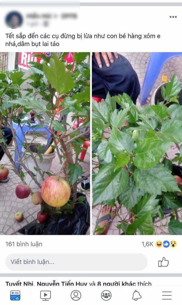Những cú lừa khi mua cây cảnh ngày Tết