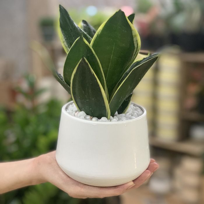 10 loại cây phong thủy được xem giúp chiêu tài hút lộc trong năm mới