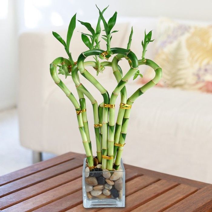 10 loại cây phong thủy được xem giúp chiêu tài hút lộc trong năm mới