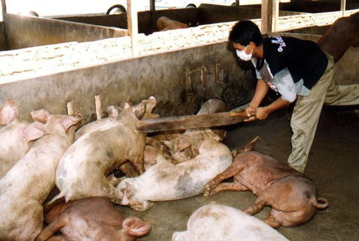 Cảnh báo virus từ dơi có thể gây ra đại dịch tiếp theo