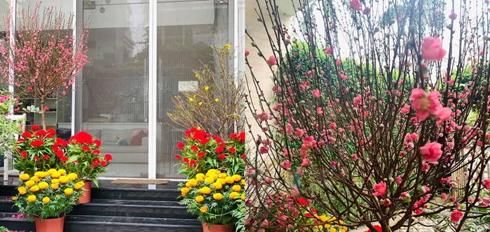 Hoa Tết được sao Việt ưa chuộng: Hà Tăng bày hoa cúc khắp biệt thự