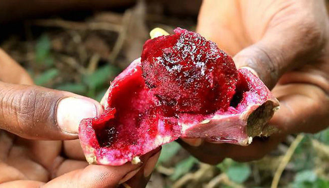 3 loại quả mọc dại ở Việt Nam là của ngon vật lạ ở nước ngoài