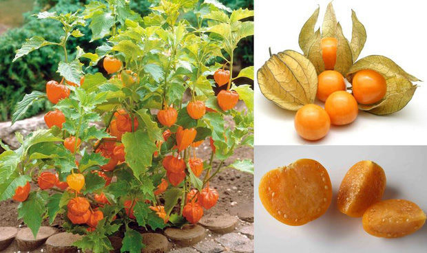 3 loại quả mọc dại ở Việt Nam là của ngon vật lạ ở nước ngoài
