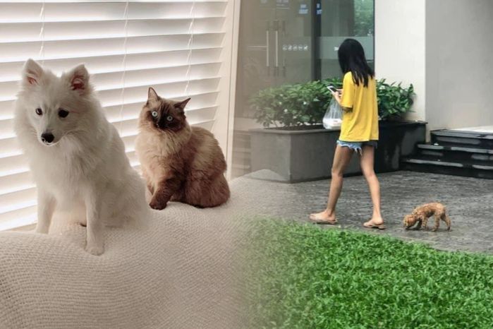 Chuyện nuôi thú cưng ở chung cư và tranh cãi không hồi kết