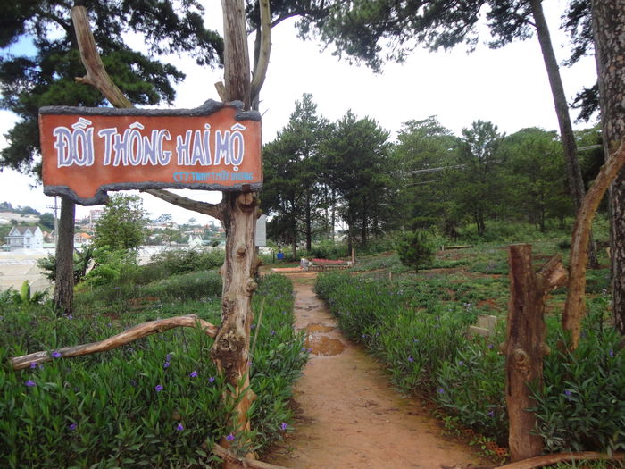 Đồi thông hai mộ: Phía sau chuyện kì bí là thiên tình sử bi thương