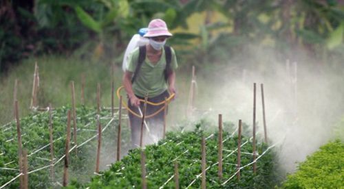 10 thực phẩm tồn dư thuốc bảo vệ thực vật nhiều nhất