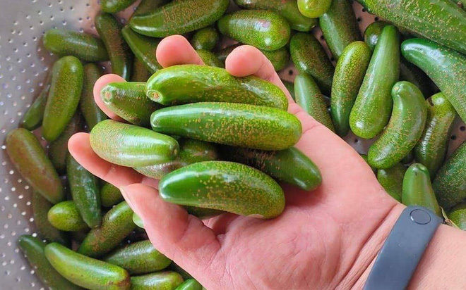5 loại quả tí hon nhập về Việt Nam dù giá “chát” vẫn cháy hàng