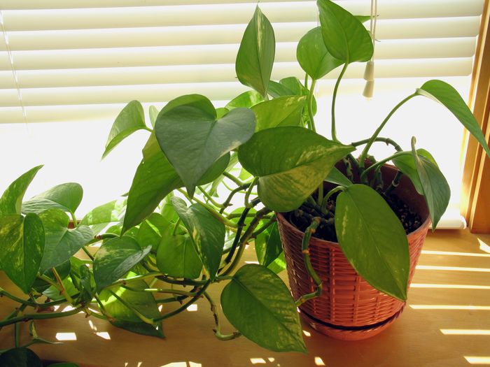 6 loại cây cảnh thanh lọc không khí phòng ngủ, tạo cảm giác tươi mát