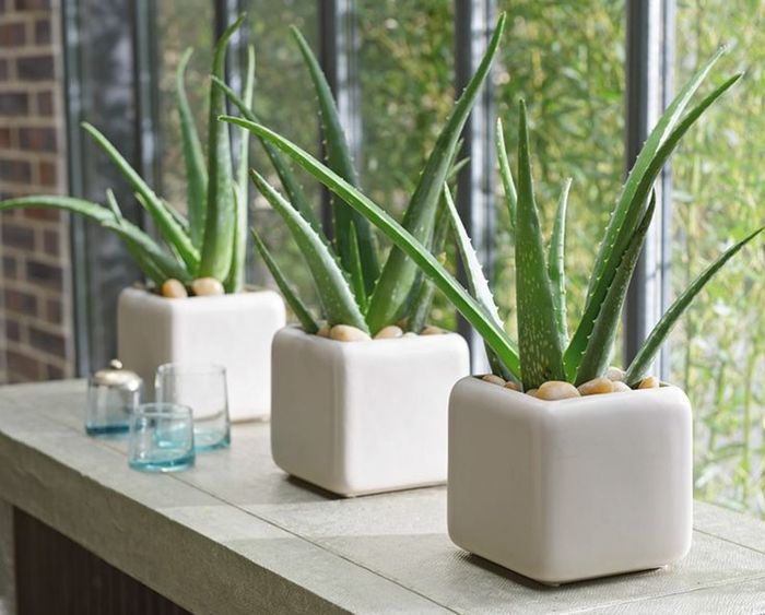 6 loại cây cảnh thanh lọc không khí phòng ngủ, tạo cảm giác tươi mát