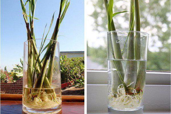 7 loại cây gia vị chỉ cần cắt gốc đem trồng là lớn vùn vụt