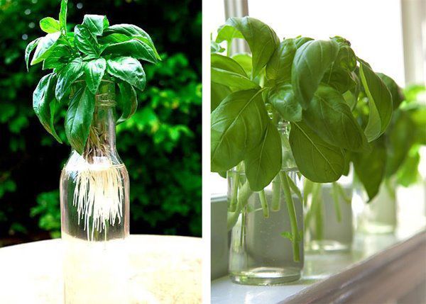 7 loại cây gia vị chỉ cần cắt gốc đem trồng là lớn vùn vụt
