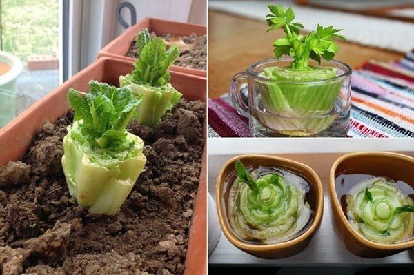 7 loại cây gia vị chỉ cần cắt gốc đem trồng là lớn vùn vụt