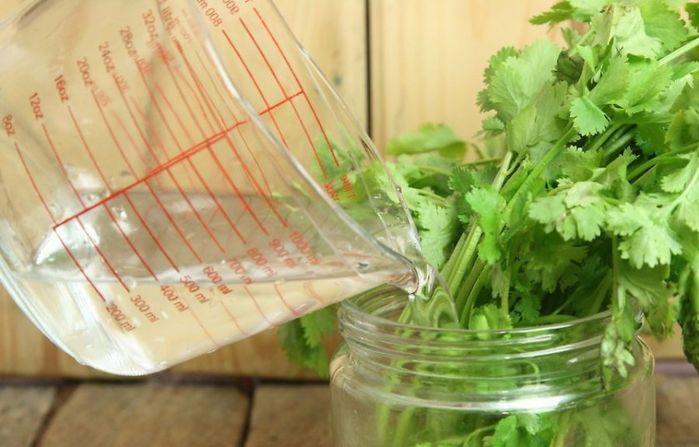 7 loại cây gia vị chỉ cần cắt gốc đem trồng là lớn vùn vụt