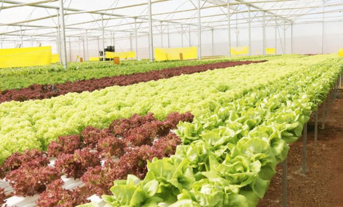 Bỏ túi 5 mẹo mua thực phẩm này, ai cũng tiết kiệm tiền triệu mỗi tháng