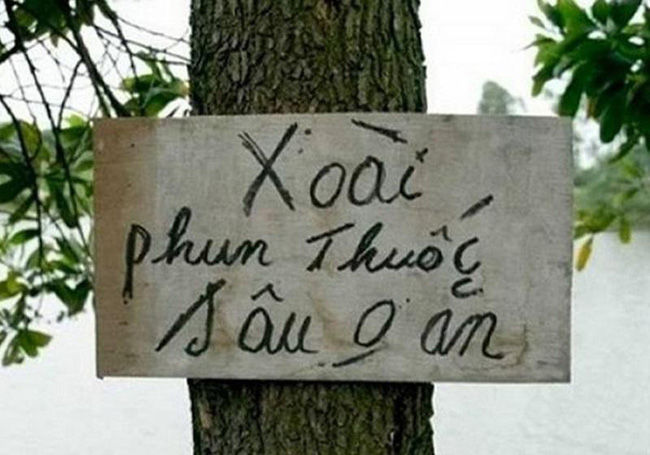 Dở khóc dở cười với chiêu độc chống lại nạn xoài tặc