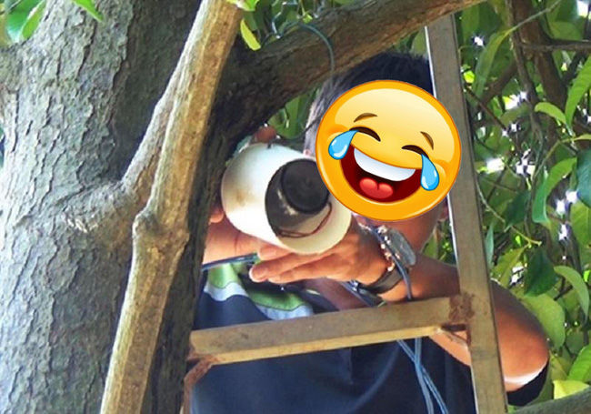 Dở khóc dở cười với chiêu độc chống lại nạn xoài tặc