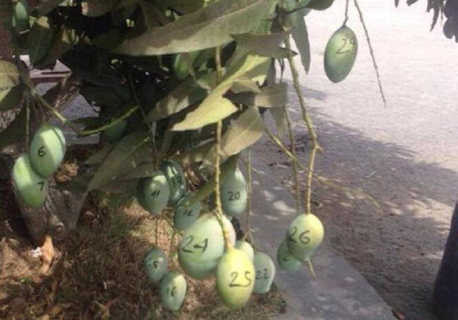 Dở khóc dở cười với chiêu độc chống lại nạn xoài tặc